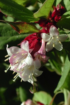 Leycesteria formosa