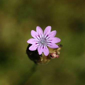 DSC_3616_mod21.jpg