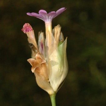 capsule opening by apex near base of inflorescence