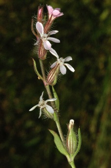 Silene sp.  Petal appendages evident