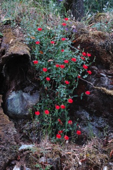 Silene