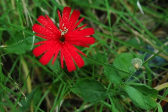 Silene