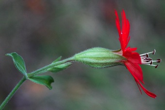 Silene