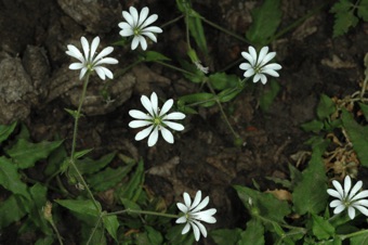 Stellaria sp. from Argentina