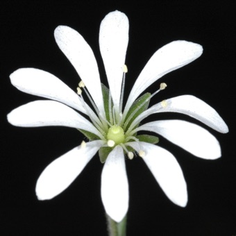 Stellaria sp.  Look closely and you can see 3 free styles (fruit is 3-carpelate) arising from the ovary; the 5 petals are deeply lobed