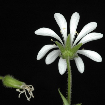 Stellaria sp.  The 5 free sepals have a thin, membranous margin