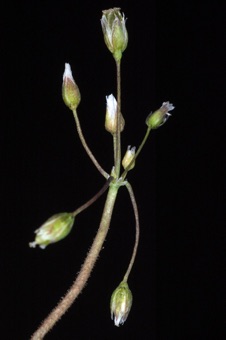 Holosteum umbellatum