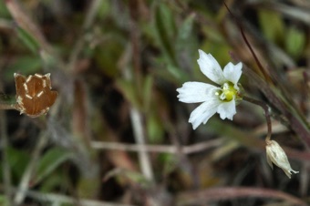 Holosteum umbellatum