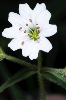 Stellaria from Hobble Creek Canyon