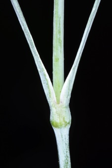 Dianthus - opposite leaves with swollen node
