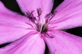Saponaria - petals are free with appendages at the blade&ndash;claw junction