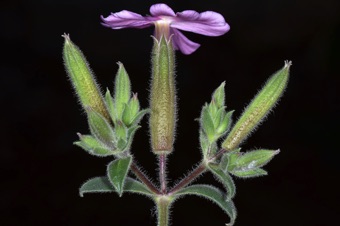 Saponaria - inflorescence is a good example of a dichasial cyme