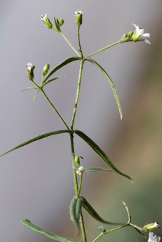 N17_4590_mod21.jpg