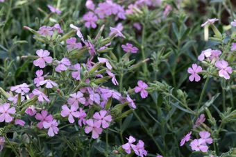 Saponaria