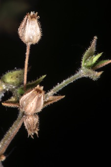 Stellaria from Hobble Creek Canyon; capsules opening from apical valves