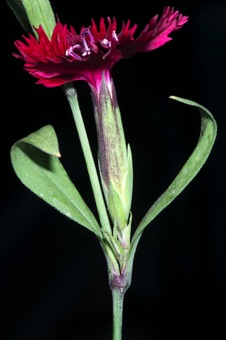 Dianthus (carnation) - bractlets at base of flower are diagnostic for Dianthus; opposite leaves, swollen node,  sepals fused in a tube, pinked petals