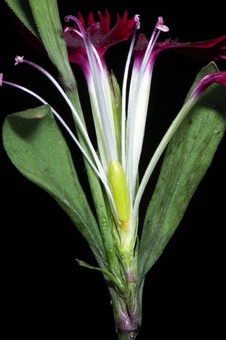Dianthus, flower partially dissected; petals are free (although sepals are fused), stamens are free, ovary is superior