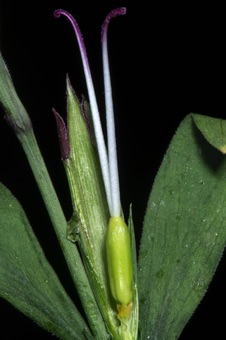 Dianthus, flower with half of calyx, all petals, and all stamens removed; single superior ovary with 2 free styles (this species has 2 carpels)