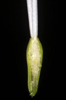 Dianthus; section through superior ovary with free central placentation