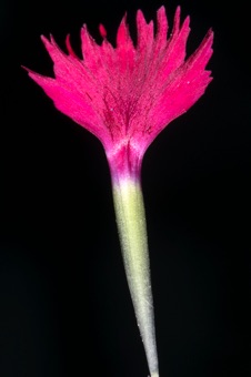 Dianthus; single free, pinked petal with expanded blade and long, narrow claw