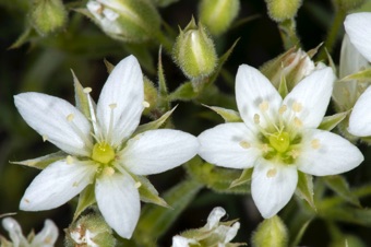Eremogone - free sepals, petals are not pinked, 3 free styles