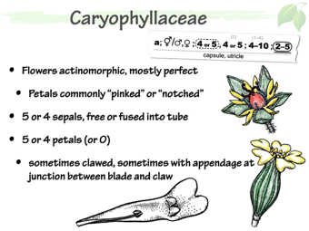Cary03.png