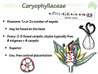 Cary04.png