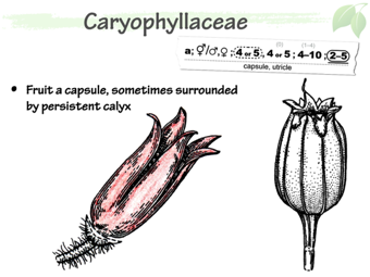 Cary05.png