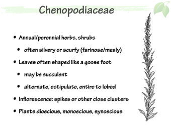 Cheno02.png