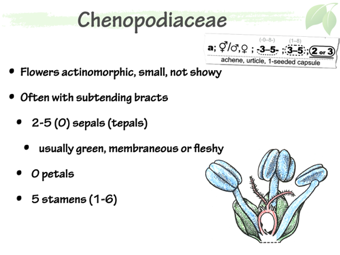 Cheno03.png