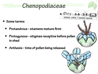 Cheno04.png