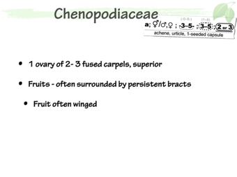 Cheno05.png