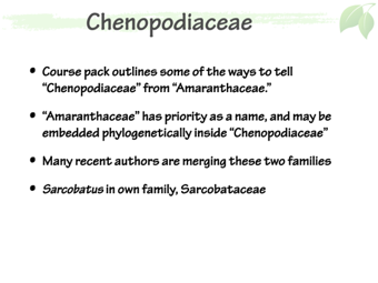 Cheno06.png