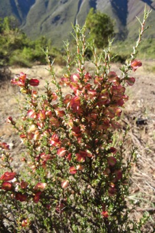 Atriplex - Chile