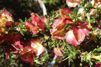 Atriplex - Chile, in fruit
