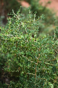 Salsola tragus - russian thistle mature fruits with basally winged calyx