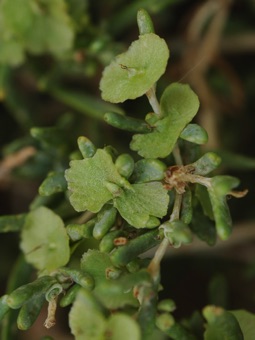 Salicornia