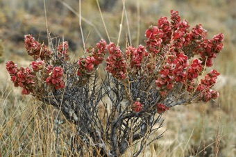 Atriplex confertifolia