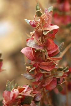 Atriplex confertifolia