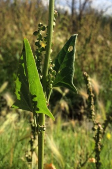 Annual atriplex