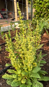 Spinach in flower