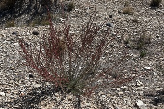 Kochia