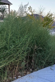 Bassia scoparia - some of these are over 5 ft. tall