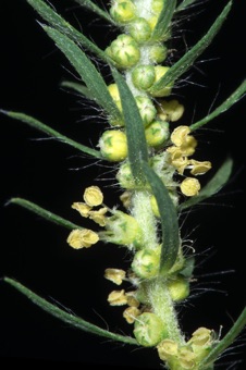 Bassia scoparia, stamens maturing after stigmas were receptive