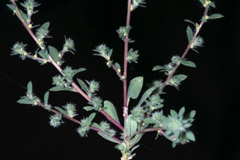 Bassia scoparia