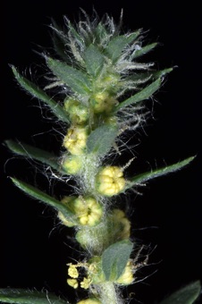 Bassia - protogynous flowers with female stigmas receptive before anthesis