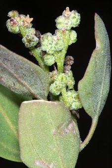 Chenopodium sp.