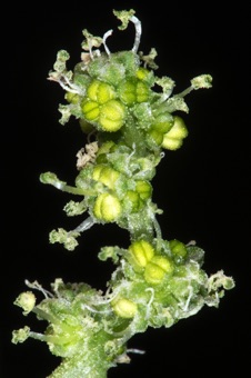 Spinach flowers