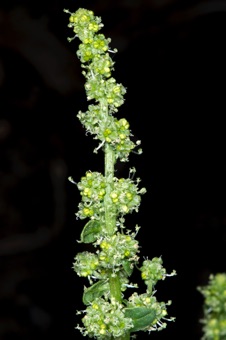 Spinach inflorescence