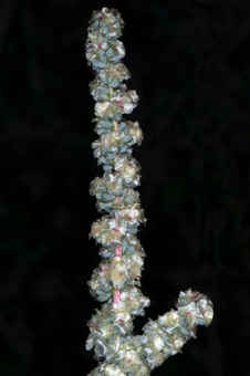 Halogeton